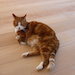eiken houten vloer goedgekeurd door een poes